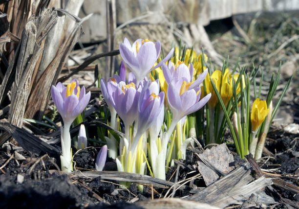 Kevään ensimmäisiä kukkia saatetaan nähdä jo huhtikuussa säiden lämmetessä.