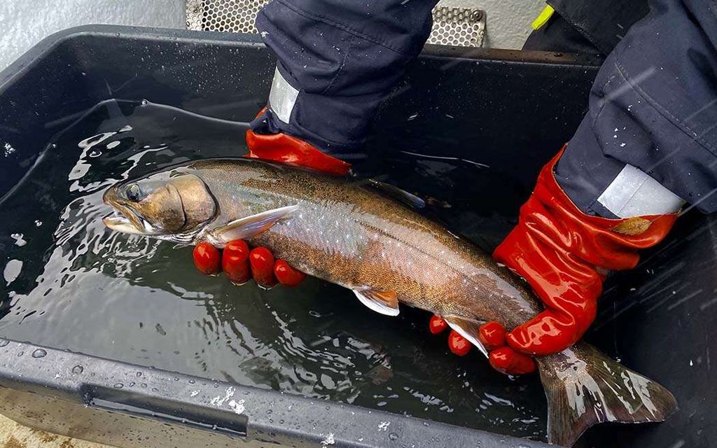 Suomesta löytyi sukupuuttoon kuolleeksi luultu kalakanta