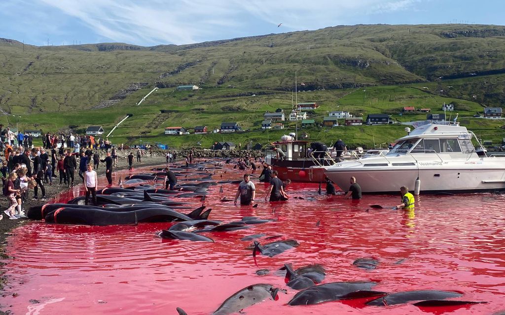 Färsaarilla tapettu yli 500 delfiiniä – ”Mikä ihmisiä vaivaa?”
