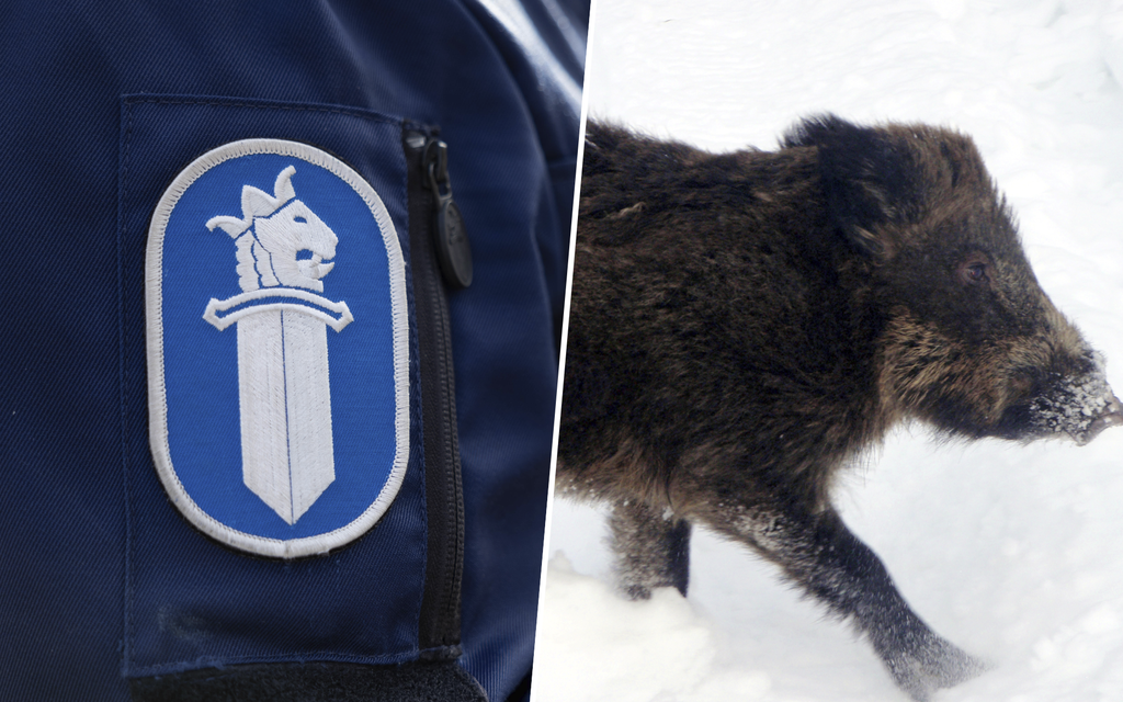 Poliisi etsii loukkaan­tunutta villisikaa Helsingissä – Voi aiheuttaa vaaraa