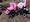 Maria rakastaa pinkkiä ja saatuaan tyttövauvan hän omien sanojensa mukaan hurahti vaaleanpunaisiin vaunuihin. Emmaljunga Super Nitro -vaunuja (kuvassa vasemmalla) Happy Pink -värissä oli vaikea saada, koska väri kuului kuusi vuotta vanhaan mallistoon. Lopulta oikean värinen istuin löytyi Lastenvaunuhullut-ryhmästä.