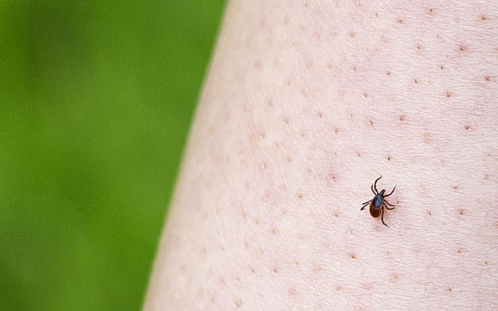 Punkki­havaintojen määrä räjähti yhtäkkiä – Täällä niitä on nyt eniten