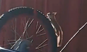 Orava pyörällä