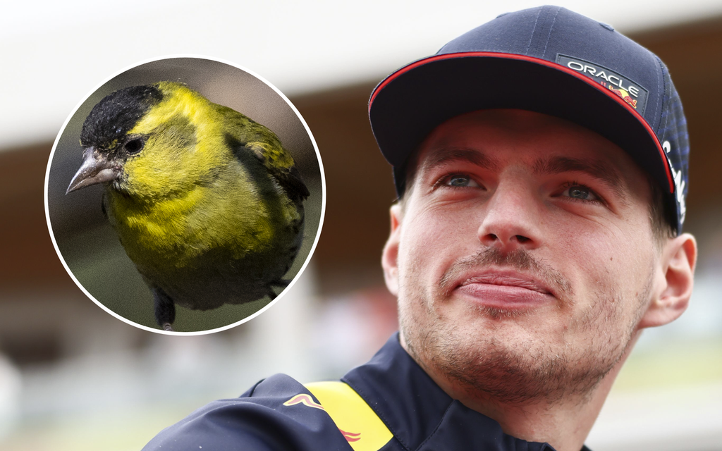 Kuva ei herkille: Max Verstappen jyräsi linnun kuoliaaksi F1-kisassa – ”Jäänteet olivat yhä autossani”