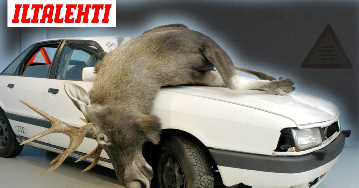 Hirvikausi Alkoi Tiedatko Miten Toimia Jos Joudut