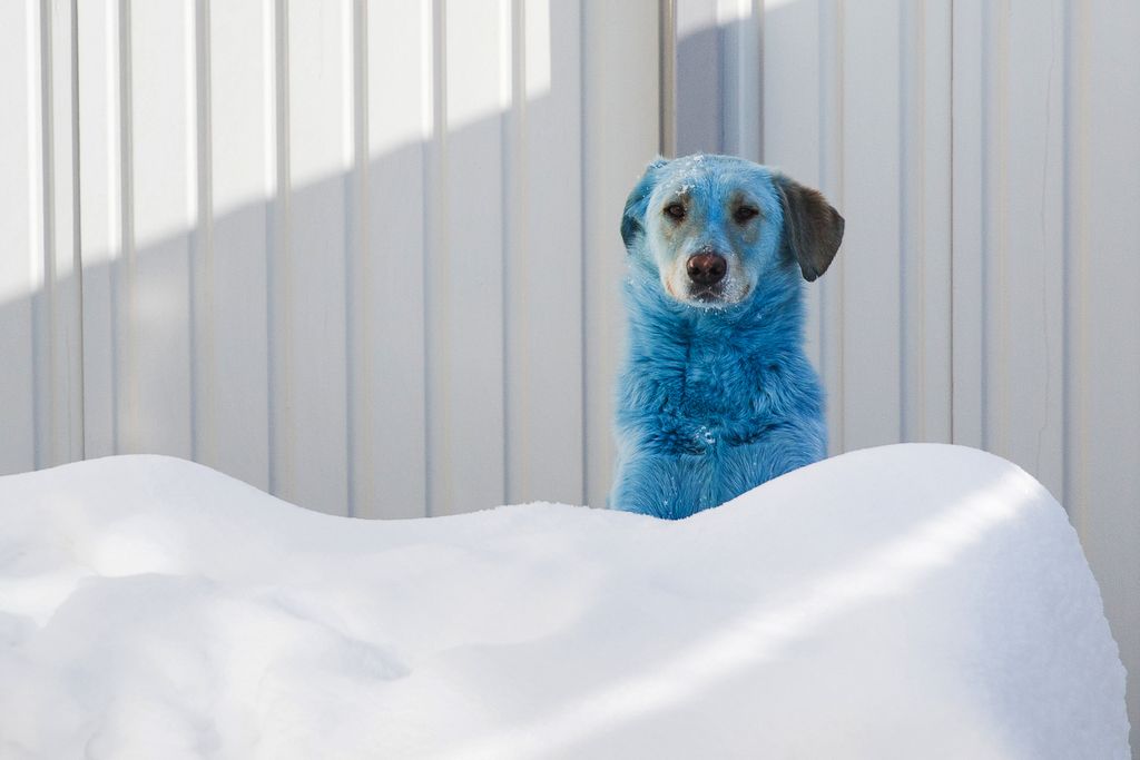 Ensin löytyi sinisiä, nyt Venäjältä löytyi vihreitä koiria teollisuuskaupungista 