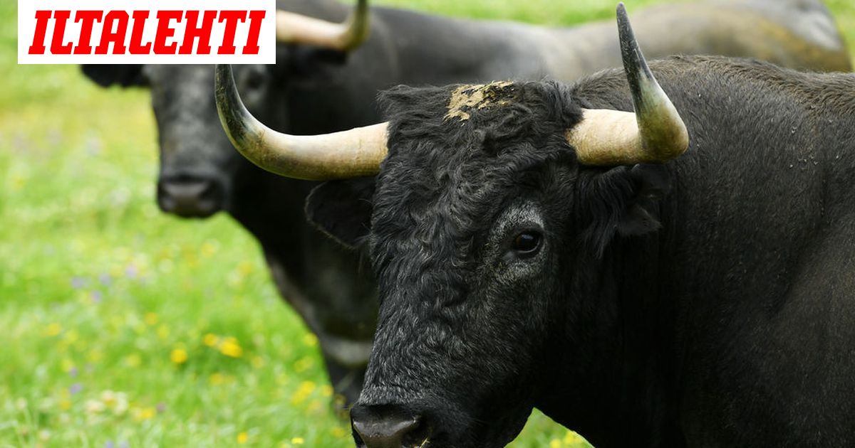 Karannut härkä aiheutti vaaraa ostoskadulla Perun Cuscossa