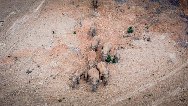 Osa vaeltavasta norsulaumasta uutistoimisto Xinhuan välittämässä ilmakuvassa. Ryhmään kuuluu uros- ja naaraselefantteja poikasineen.