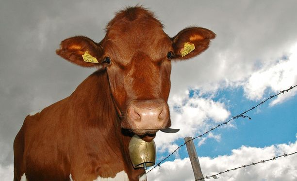 Lehmät ovat superbakteereille hyvä paikka elellä.