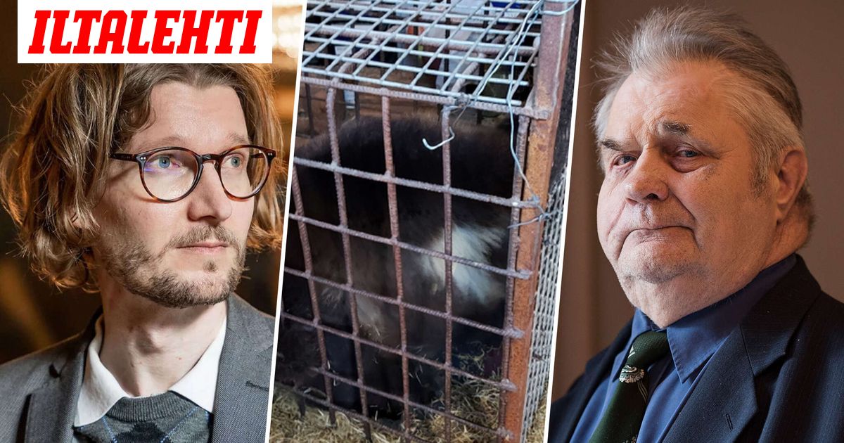 Sulo Karjalainen on roikkunut viikkotolkulla löysässä hirressä, kun tuomari ei saa tuomittua