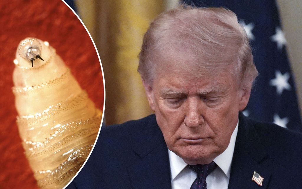 Taas takaisku Trumpille – Syynä lihaa syövä loinen