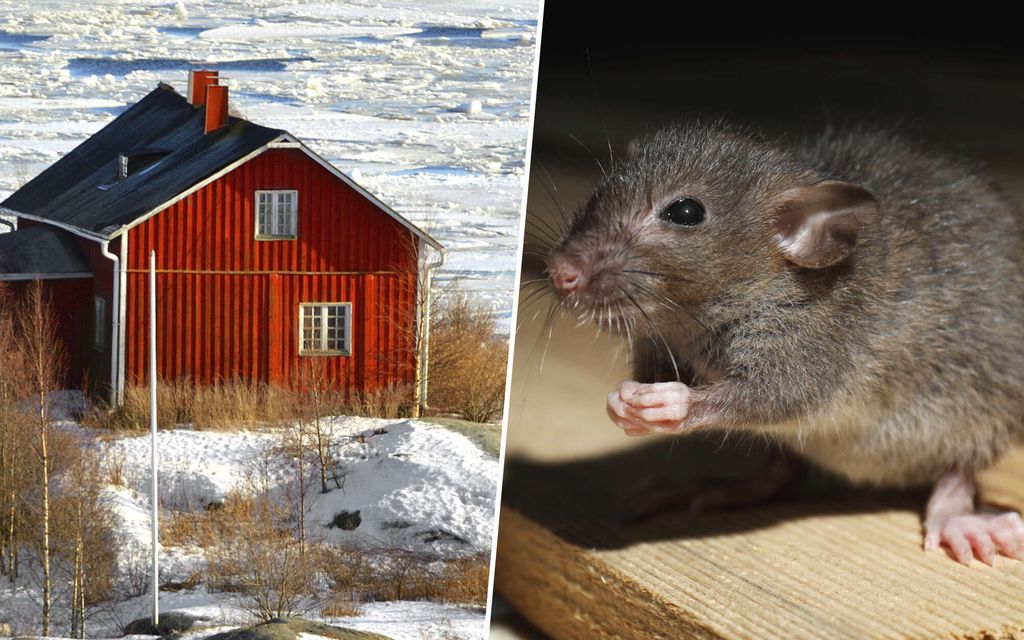 Myyrät valtasivat Hannelen mökin – Mökillä voi odottaa keväällä yllätys