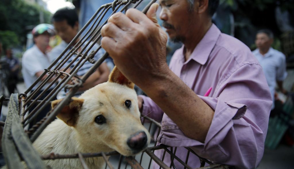 Eläinaktivistit pelastivat 68 koiraa Kiinan koiransyöntifestivaaleilta