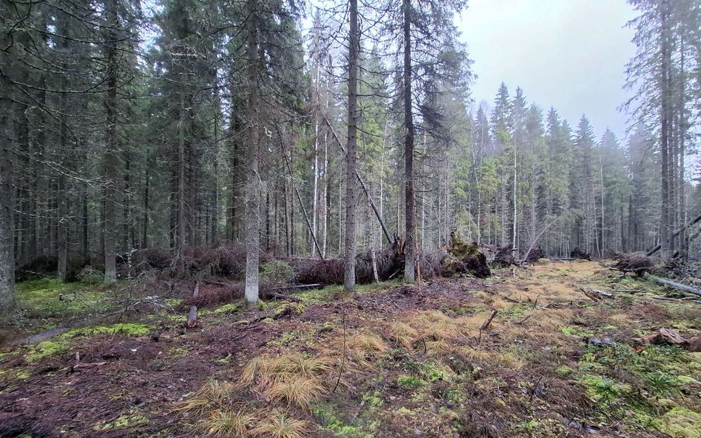 Luonnonsuojelu meni pahasti pieleen Savossa