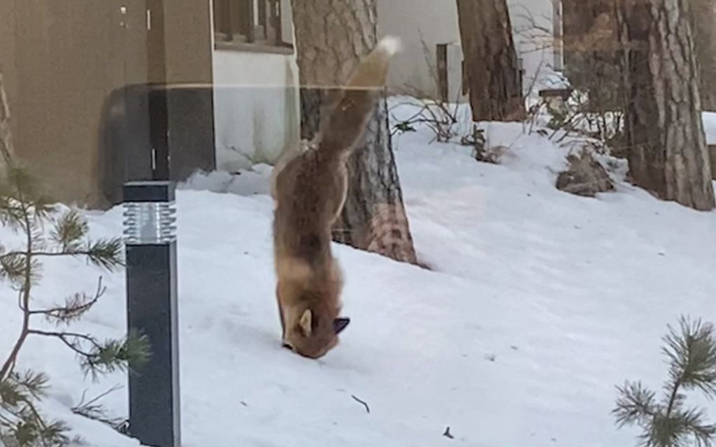 Kettu yritti saalistaa jäisen lumen läpi Helsingissä