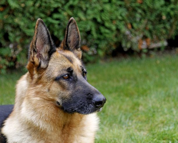 Poliisi kertoo, että huonossa kunnossa ollut saksanpaimenkoira lopetettiin heti. Kuvan koira ei liity tapaukseen.