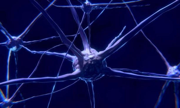 Hermosto toimimaan. ISRIB vaikuttaa erittäin lupaavalta lääkeaineelta monenkinlaisten aivo-ongelmien hoitoon. Toistaiseksi sitä on tutkittu lähinnä hiirillä, mutta oma hermostomme on hyvin samankaltainen.