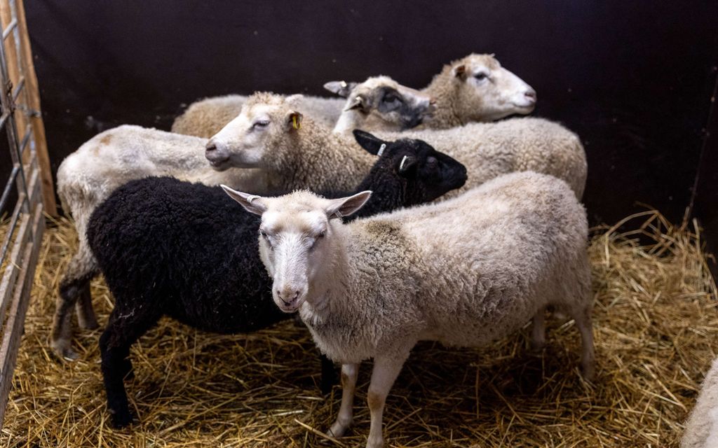 Kotieläinpihan lampailla virusta – Yleisötapahtumat peruttu