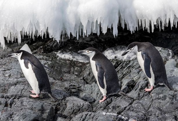 Kuvan myssypingviinien juuret ovatkin muualla kuin aiemmin on luultu, kuten kaikilla muilla pingviinilajeilla.