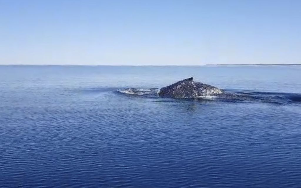 Käykö Itämeren valaalle kuten Haminan mursulle? Asiantuntija kertoo, miten eläimen kanssa tulisi toimia
