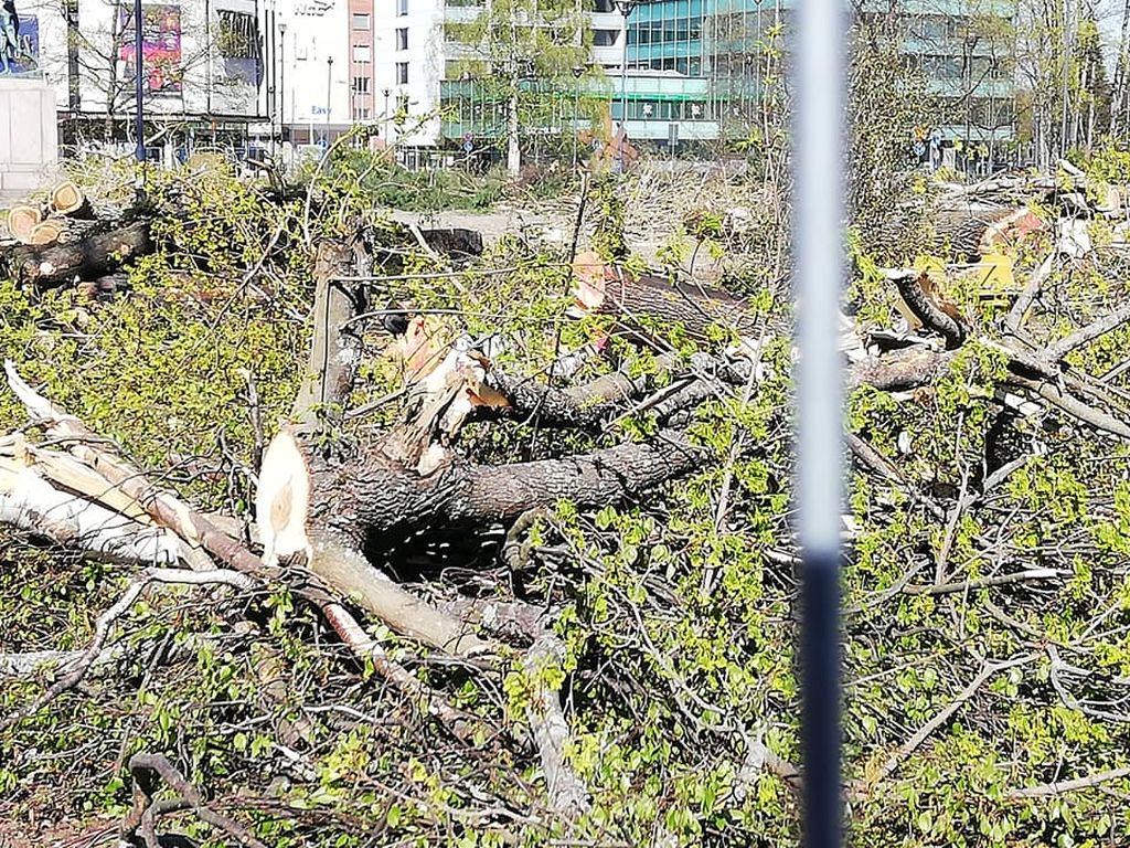 Joensuu kaatoi keskeisen puiston puut - Kirsi Marjaa harmittaa: ”Suomalaisille päättäjille puu on vain vessapaperia”
