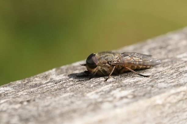 2C00B3D A Narrow-winged Horsefly, Tabanus maculicornis, perching on a wooden fence.