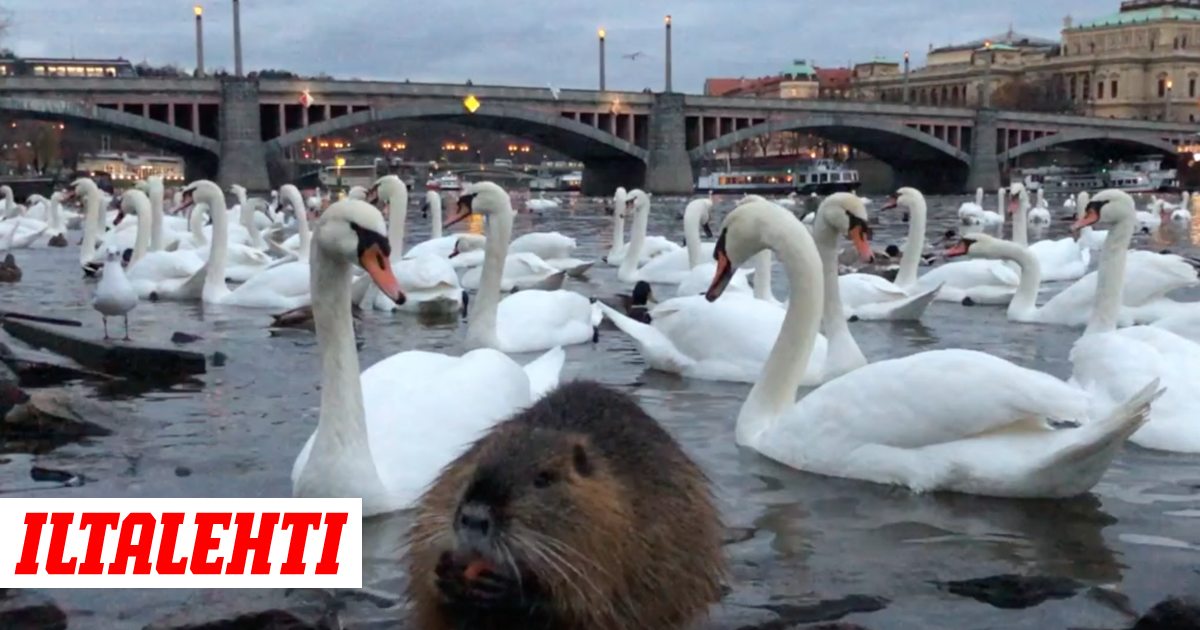 sunnyleon xxx HD video