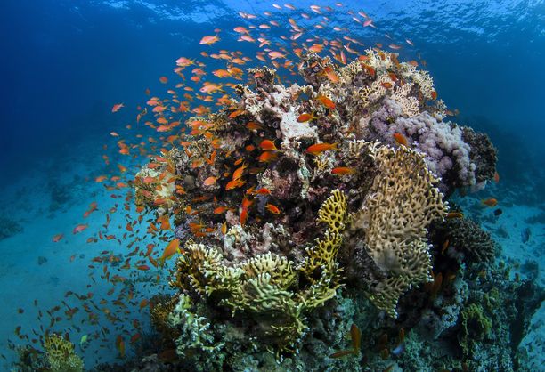 Uusi-Kaledonia tunnetaan upeista koralliriutoista. Ilmastonmuutos on tuhonnut suuren osan Australian Isoa valliriuttaa, joka on maailman suurin koralliriutta. 