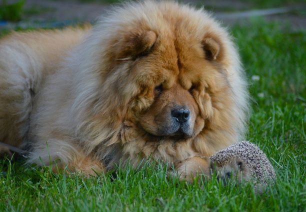 Ozzy-koira ja siili viettivät aikaa nurmikolla omakotitalon pihalla Vaasassa.