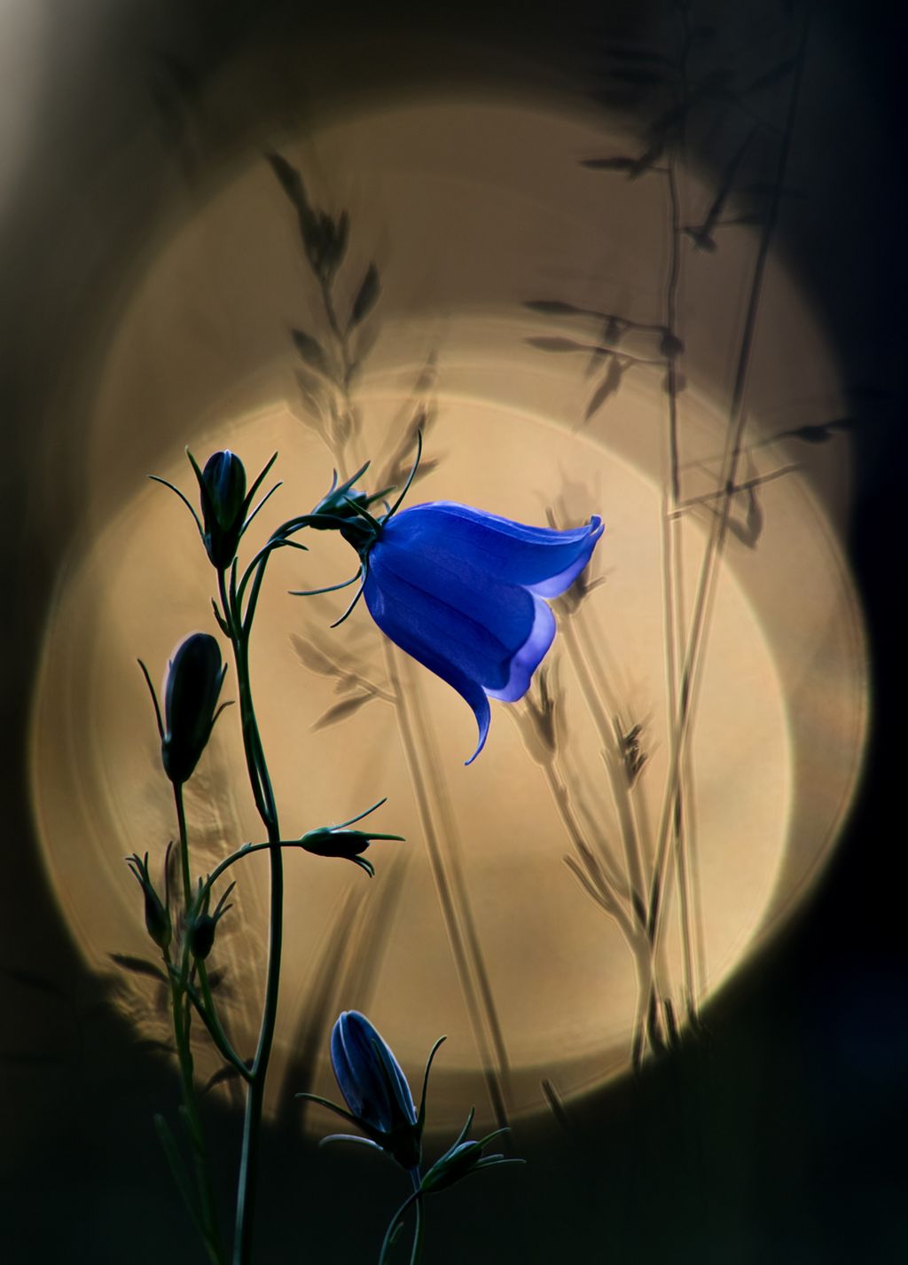 Tässä on vuoden luontokuva! Kilpailun voittajaksi ensi kertaa nainen – ”Kissankellon raikas sininen kukka vangitsee katseen”