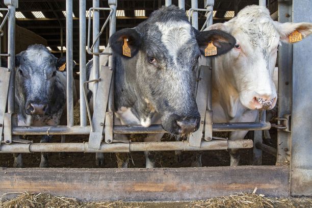 Raportin mukaan maataloustuet kannustavat rikkaissa maissa liialliseen lihansyöntiin. Kuva belgialaisista lehmistä otettu tammikuussa 2020. 