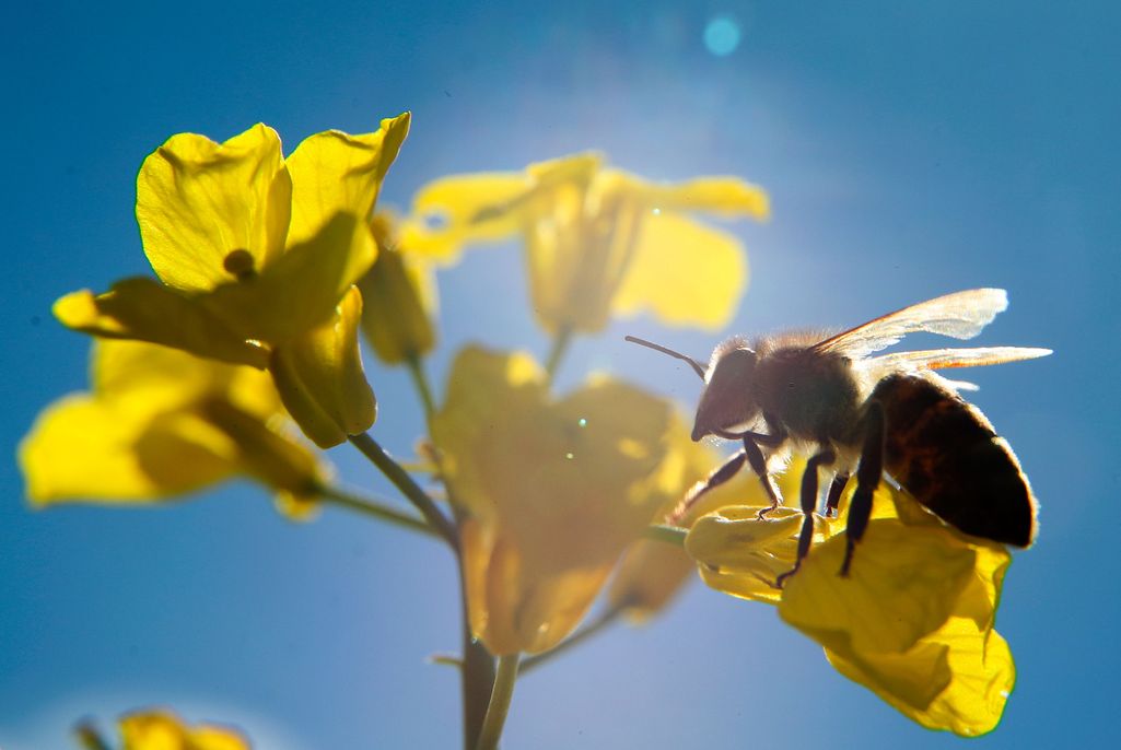 Meille tutuin mehiläislaji on tarhamehiläinen. Suomessa on tavattu mesipistiäisiä kaikkiaan 234 lajia.