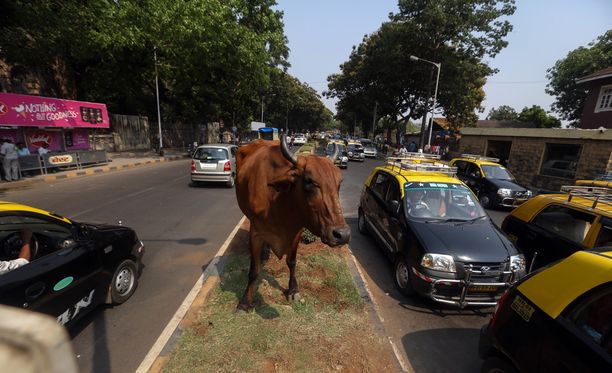 Lehmä on Intiassa yleinen näky myös suurkaupungeissa. Kuva Mumbaista.