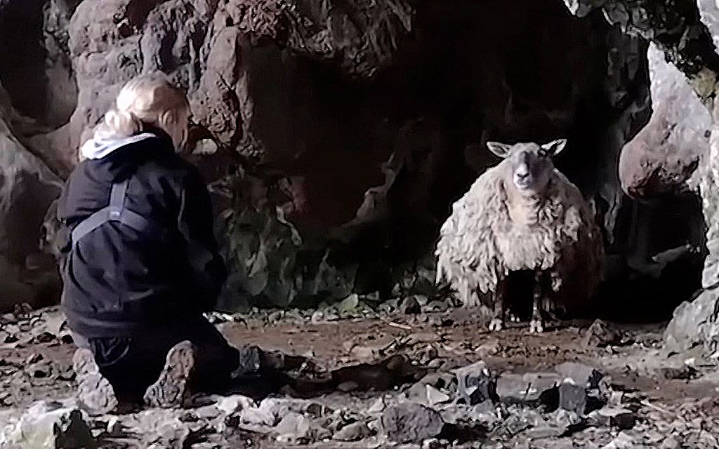 ”Maailman yksinäisin lammas” pelastui