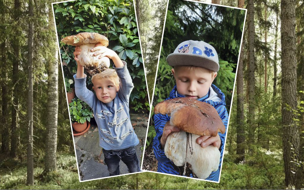 4-vuotias Lucas löysi valtavan sienen – ”Ei jokapäiväinen löytö”