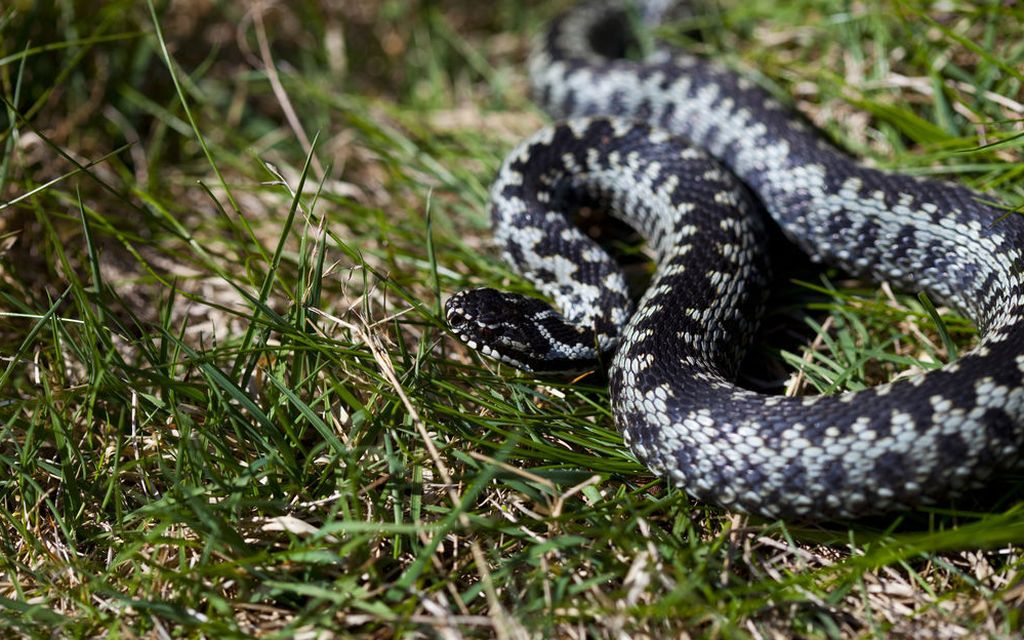 Tiesitkö tätä kyykäärmeestä – 13 faktaa, jotka voivat estää tuskallisen kuoleman