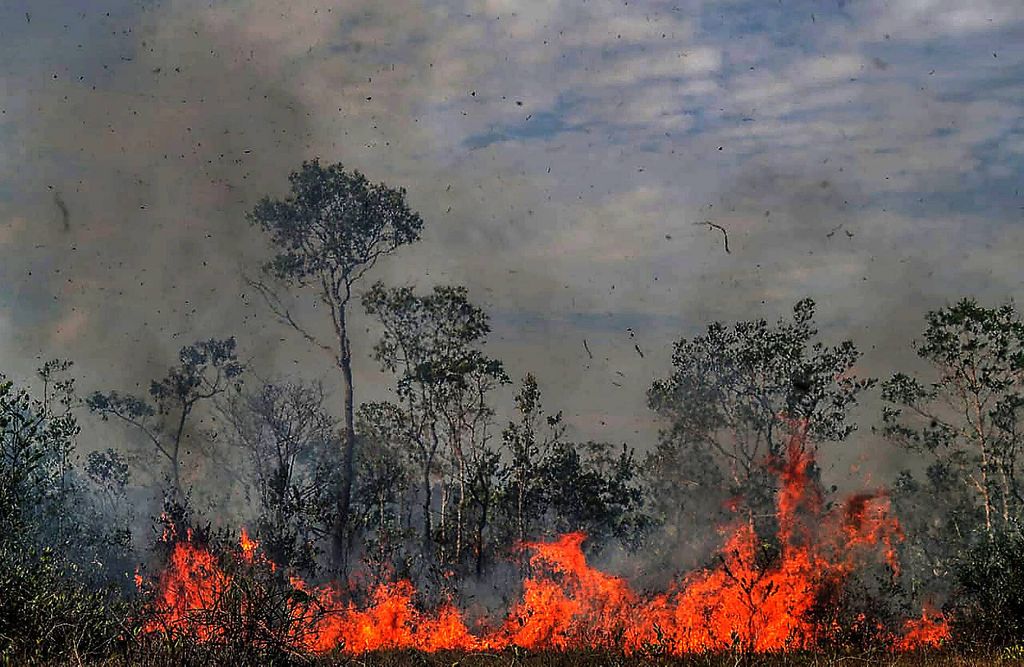 Myös maailman ”toiset keuhkot” palavat: Keski-Afrikassa tuhoutuu suuria alueita sademetsää – jopa enemmän kuin Amazonilla