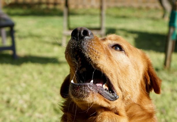 Naapuri kertoi ”koirankouluttajan” neuvoneen käyttämään ammoniakkia haukkumisen lopettamiseksi. Kuvituskuva.
