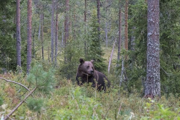 Karhu läppäisi marjastajaa torstai-iltana Sodankylässä.
