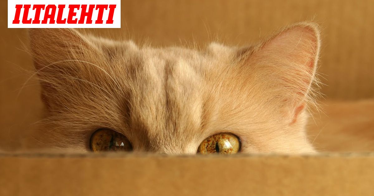 Kissavideot Tekevat Sinusta Positiivisemman