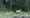Valkoinen hirviemä vasoineen käyskenteli metsän laidalla Kyrössä.
