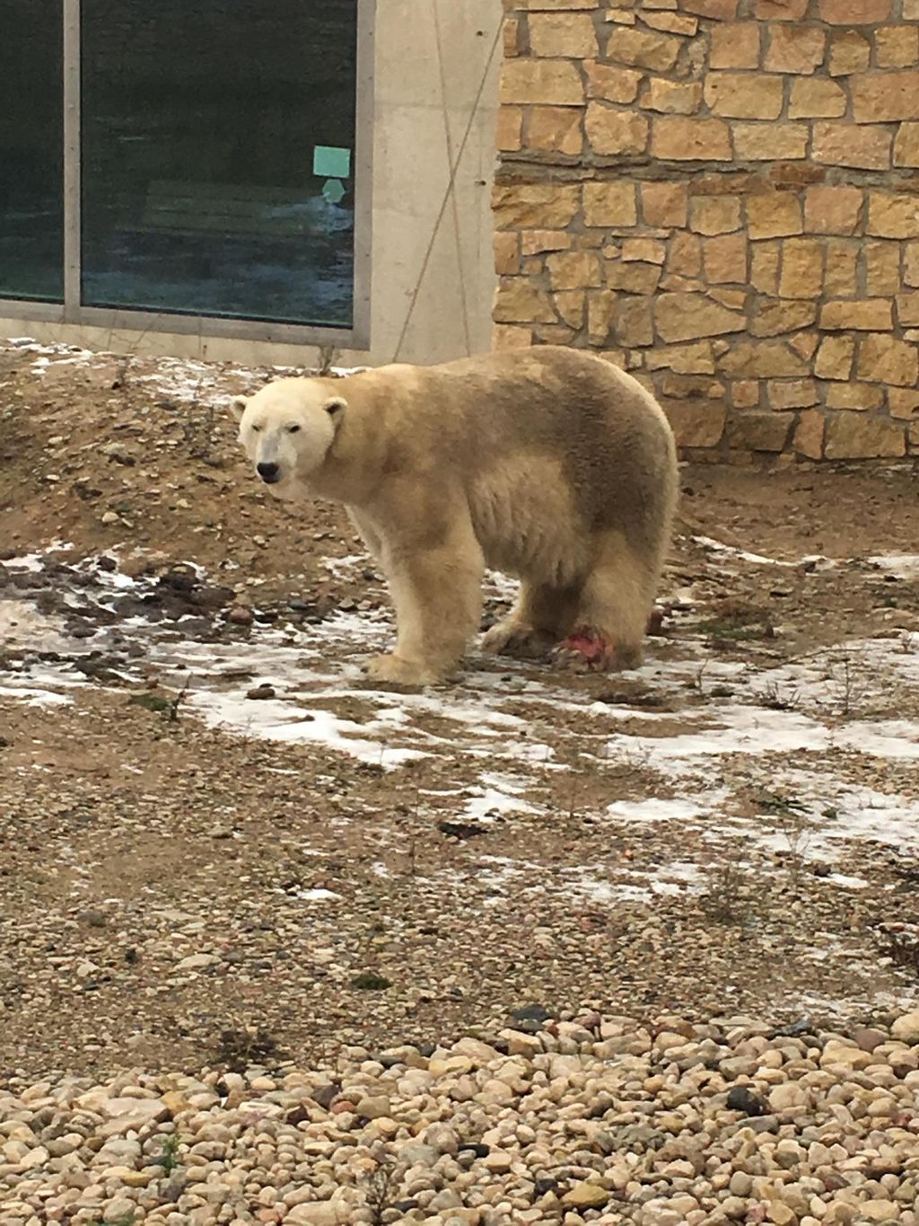 Likainen jääkarhu tallusteli Tallinnan eläintarhassa tassu vereslihalla - suomalaisia kauhistuttanut eläin lopetettiin