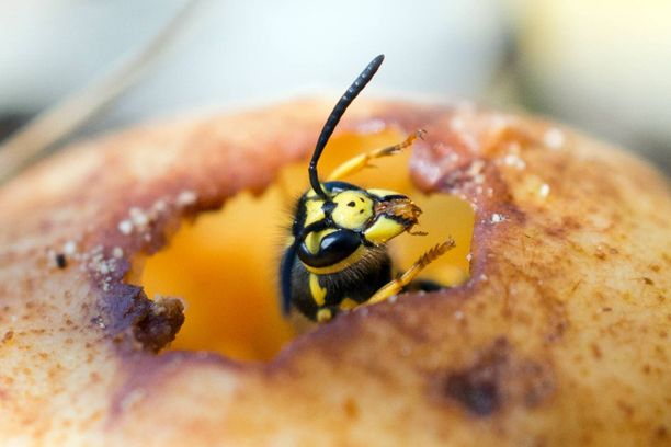 Saksanampiainen (Vespula germanica) tunnetaan myös nimellä tappaja-ampiainen. Tappajan maine on perua lämpimistä maista. Lämpimän ilmaston ansiosta se ehtii rakentaa valtavia pesiä. Pesään törmääminen voi olla hengenvaarallista, sillä puolustajia on niin runsaasti.