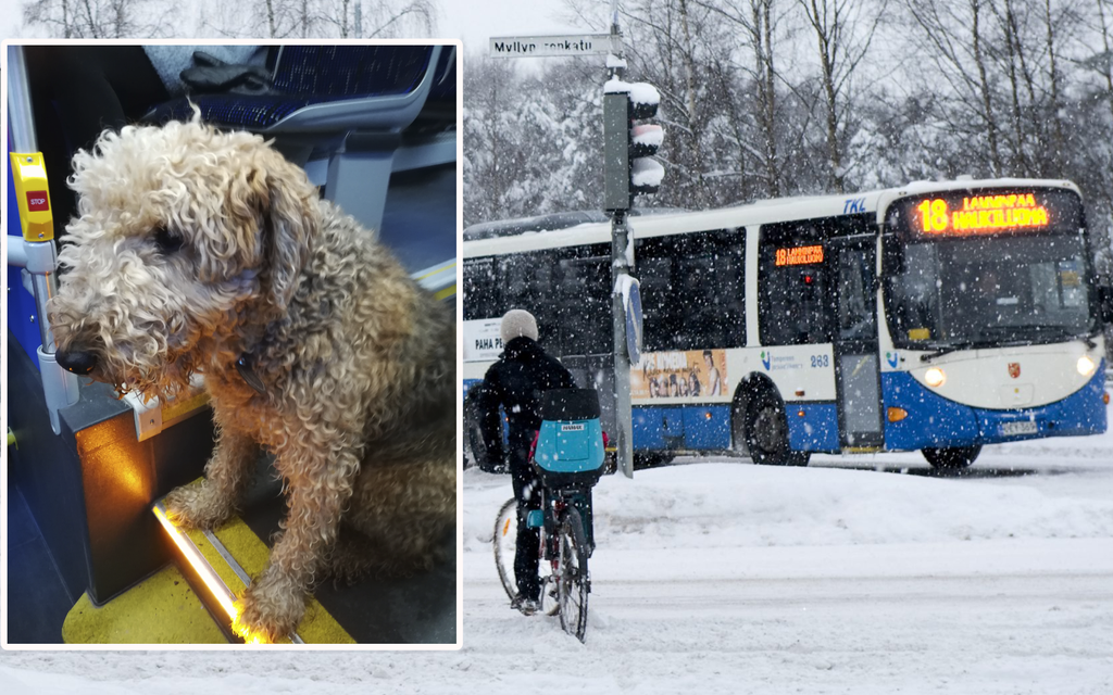 Bussikuskin toiminta niittää kiitosta: pelasti kadonneen koiran myrskysäästä