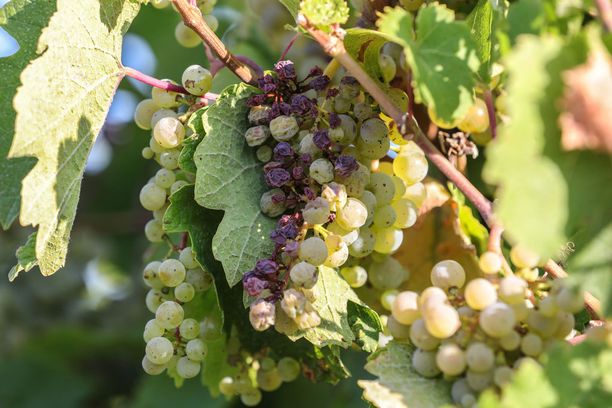 Tänä vuonna saksalaiset viiniviljelijät ryhtyivät korjaamaan satoja viikkoja etuajassa Eurooppaa korventaneen hellejakson vuoksi. Kuva on otettu Heppenheimissa 16. elokuuta.