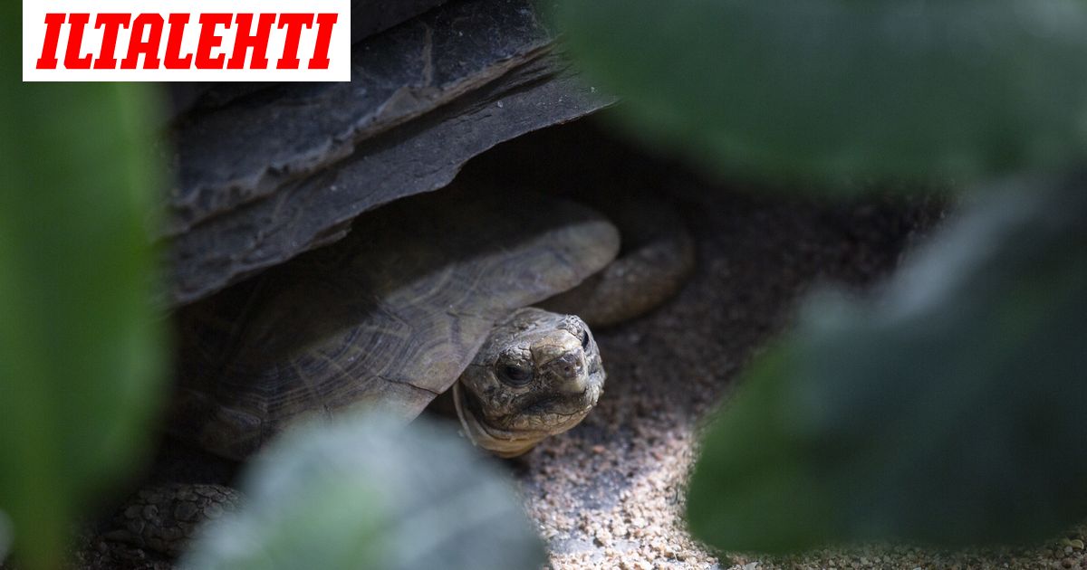 korkeasaaren-pannukakkukilpikonna-t-ytt-vuoden