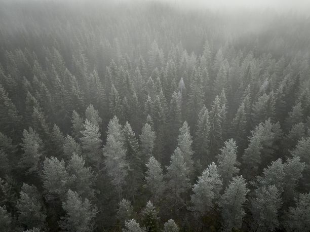 Luken raportti: Liian voimakkaat metsähakkuut yleistyneet 2000-luvulla