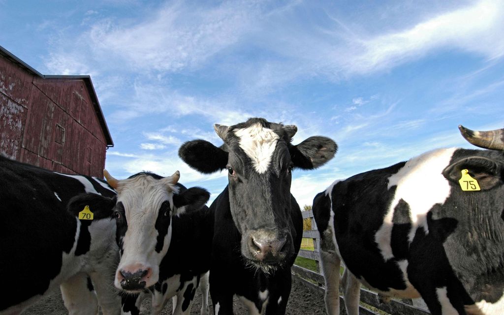 Lintu­influenssa tarttunut lehmästä ihmiseen Yhdysvalloissa – Kaksi tapausta tiedossa