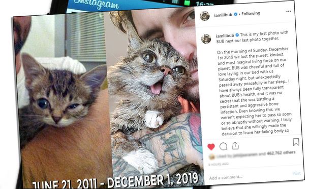 Lil Bubin omistaja kertoi suru-uutiset Instagramissa. 