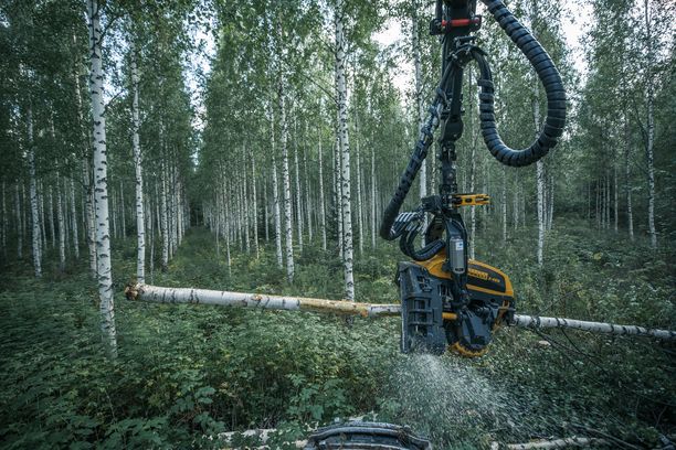 Metsien hiilinielu romahti vuodessa – tätä se tarkoittaa